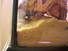Stendoactylus sthenodactylus