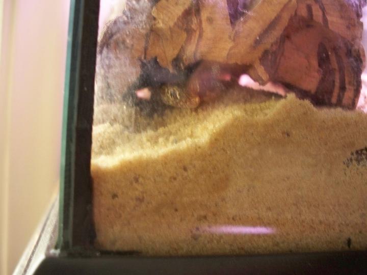 Stendoactylus sthenodactylus