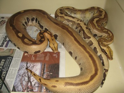 UK Line Ultra Breits