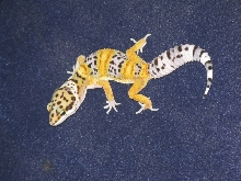 Baby gecko