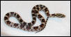 Catched Snake