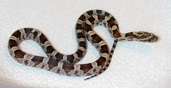 Catched Snake