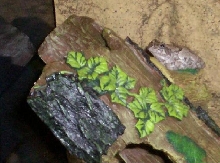 Grey tree frog