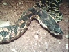 My female eastern hognose