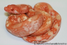 2012 Male Bloody Sunglow AKA Glow Worm