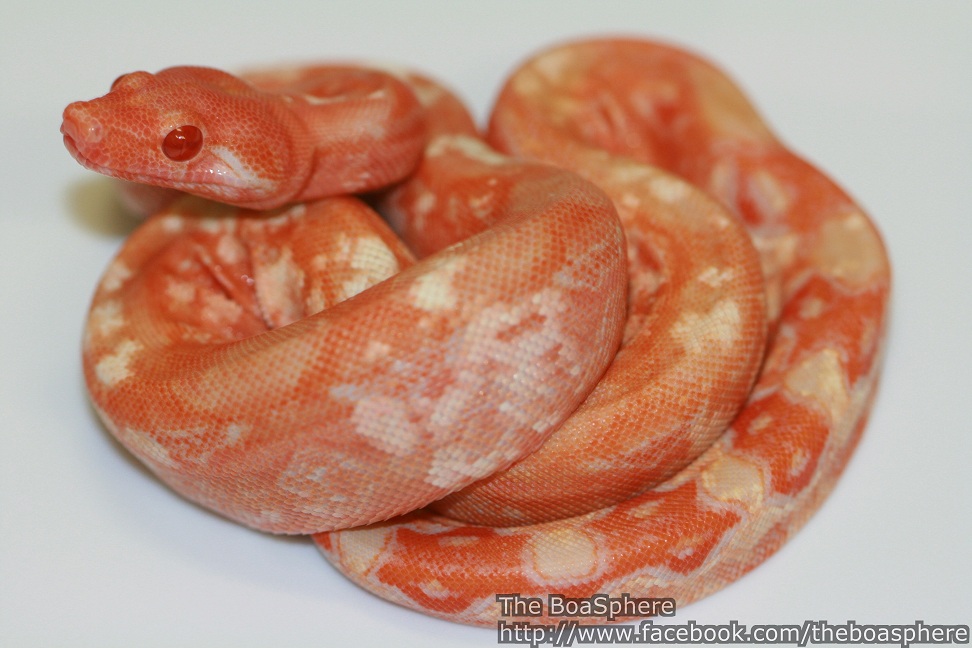 2012 Male Bloody Sunglow AKA Glow Worm
