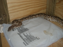 Dumerils boa