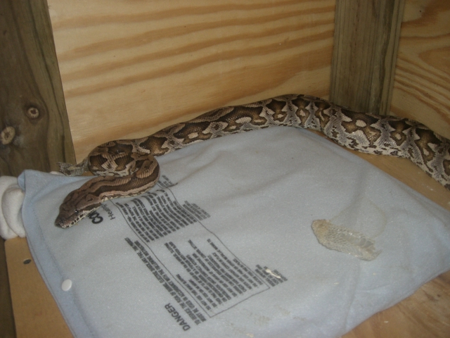 Dumerils boa