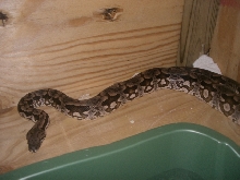 Male dumerils boa