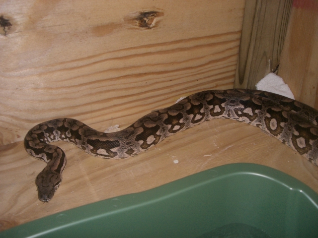Male dumerils boa