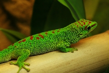 Phelsuma.m.grandis