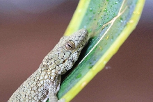 Villierdi male
