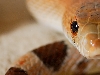 Eye shot