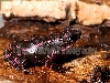 toad6