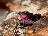 atelopus toad