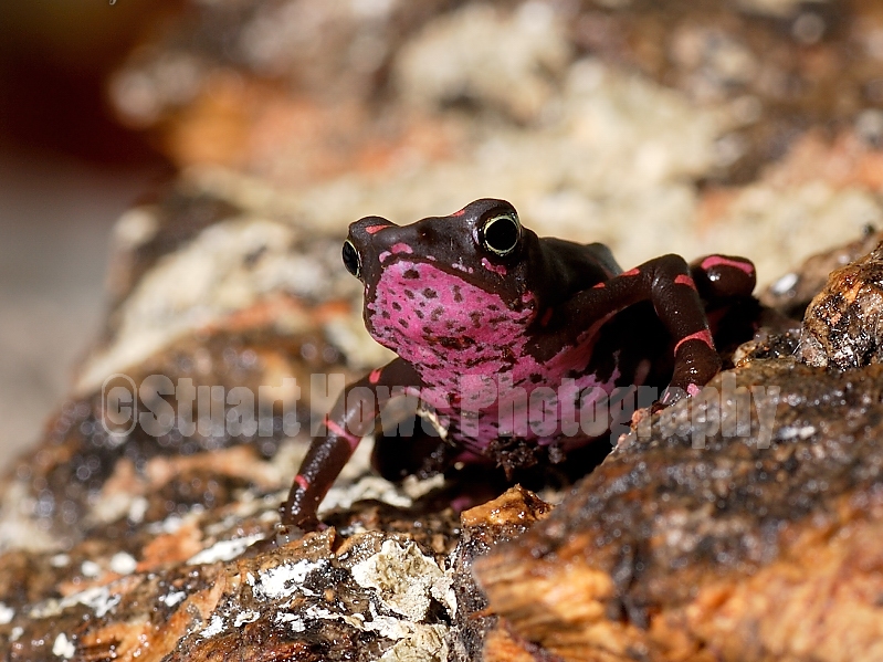 atelopus toad