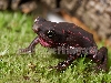 toad4