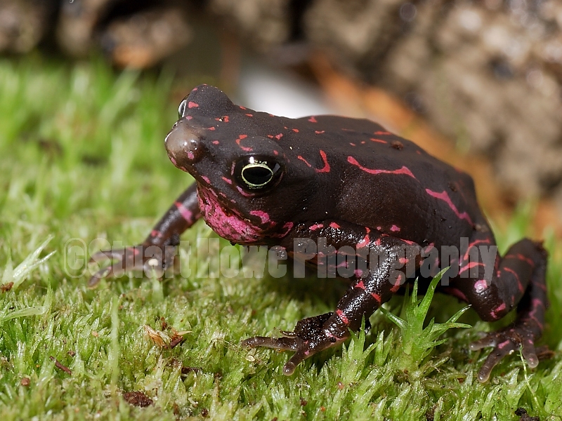 toad4