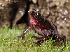 toad3