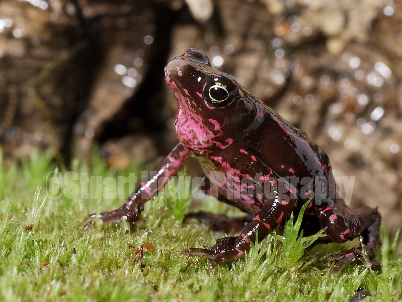 toad3