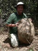 Ethiopian Leopard Tortoise