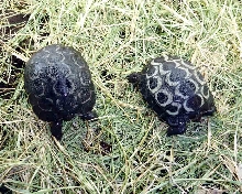 Hatchling Galapagos