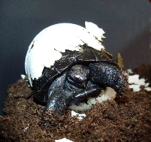 Galapagos Tortoise Hatching