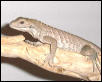 Hatchling rhino iguana
