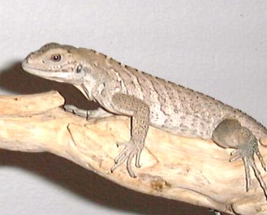 Hatchling rhino iguana
