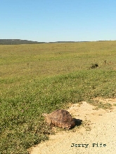 Leopard Tortoise