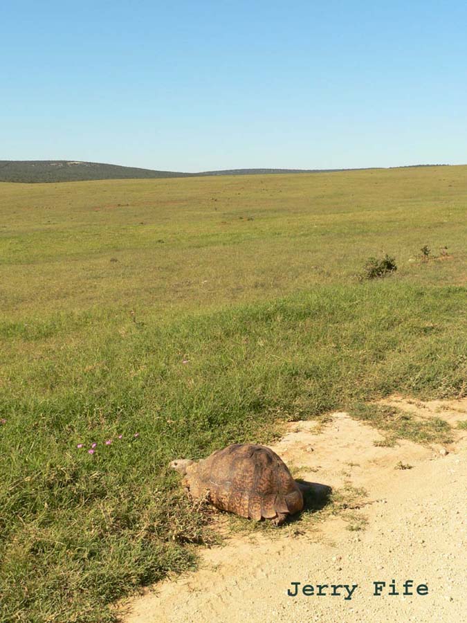 Leopard Tortoise