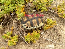 Chersina angulata