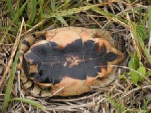 Chersina