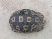 Chersina