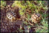 Hatchling Russian & African Spurred Tortoise