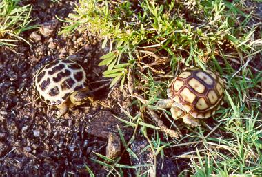 Hatchling Russian & African Spurred Tortoise