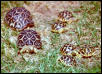 Star Tortoise