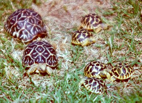 Star Tortoise