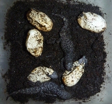 Ctenosaura alfredschmidti