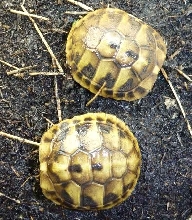 Hermann's hatchling