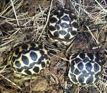 Star hatchlings