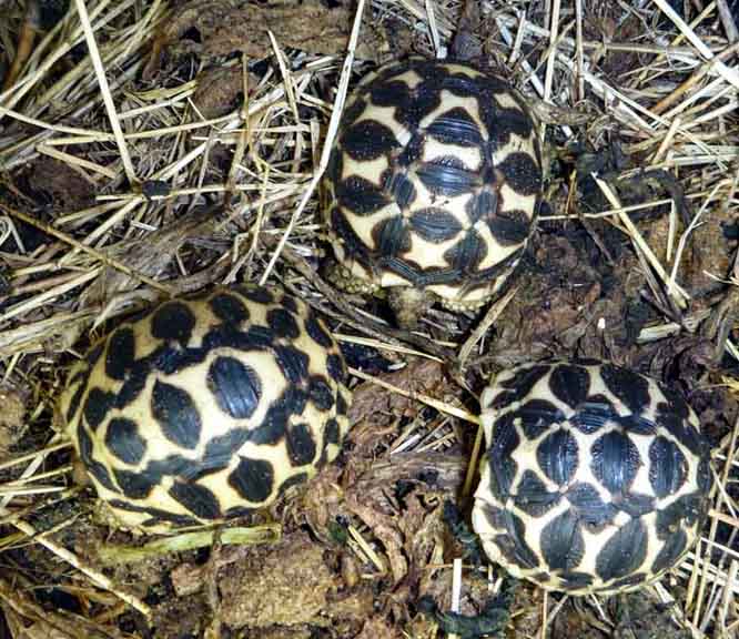 Star hatchlings