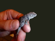 C. alfredschmidti