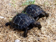 Galapagos Tortoise hatchlings