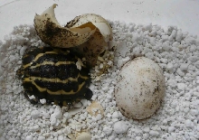 Pyxis planicauda