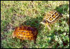 Color comparison of two Pyxis planicauda