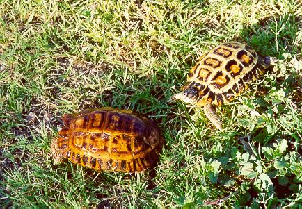 Color comparison of two Pyxis planicauda
