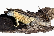 Banana Iguana C. pectinata