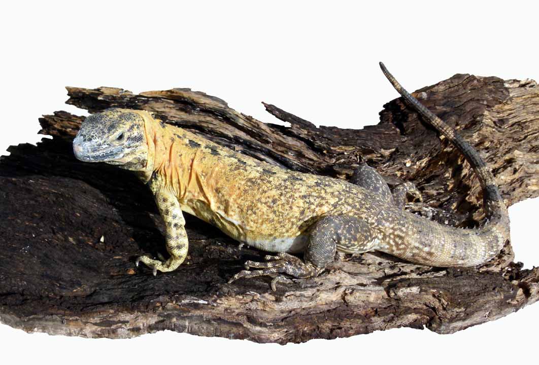 Banana Iguana C. pectinata