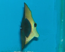 Saltwater - Austin Aquariums